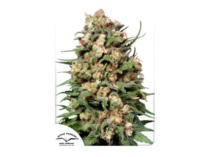 55789 1 dutch passion skunk 1 regulerni semena konopi