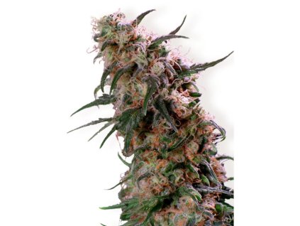 1503 dutch passion super haze feminized