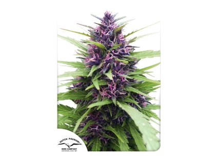 55795 1 dutch passion shaman regulerni semena konopi