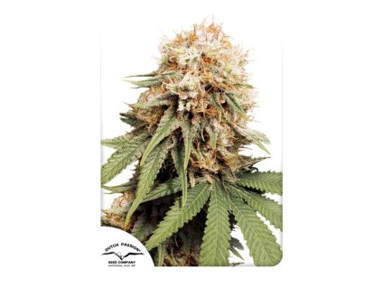 55804 1 dutch passion white widow regulerni semena konopi