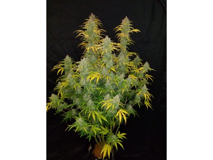55810 9 fast buds blue dream matic auto feminizovana semena konopi