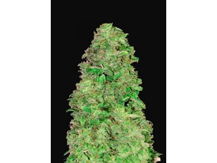 Fast Buds CBD 20:1 Auto feminizovaná autoflowering (Balení 5 ks)
