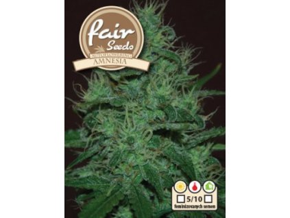 55822 1 fair seeds auto amnesia feminizovana semena konopi samonakvetaci