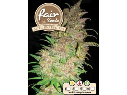 Fair Seeds Auto Big Evil XXL, feminizovaná semena konopí, samonakvétací (Balení 5 ks)