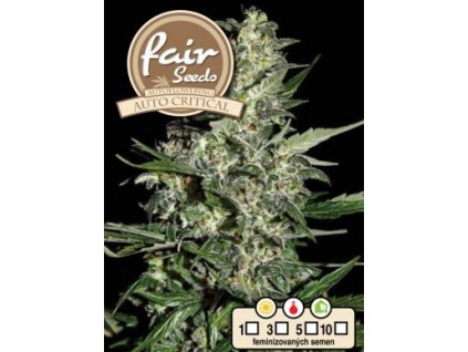 55834 1 fair seeds auto critical feminizovana semena konopi samonakvetaci