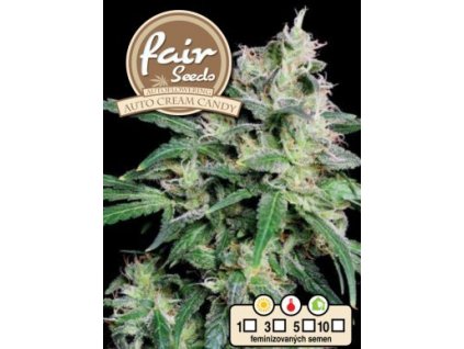 55837 1 fair seeds auto cream candy feminizovana semena konopi samonakvetaci