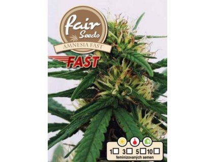 55849 1 fair seeds amnesia fast feminizovana semana konopi fast