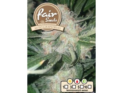 Fair Seeds Auto Grapefruit, feminizovaná semena konopí, samonakvétací (Balení 5 ks)