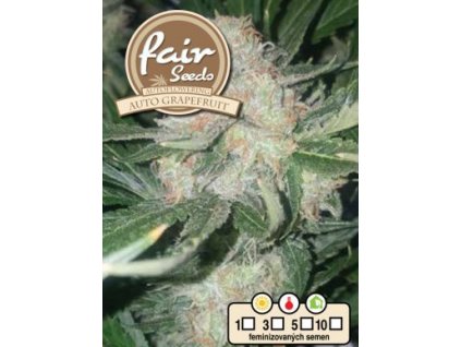 Fair Seeds Auto Grapefruit, feminizovaná semena konopí, samonakvétací (Balení 5 ks)