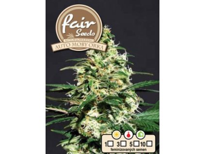 55861 1 fair seeds auto moby orka feminizovana semena mariuhany samonakvetaci