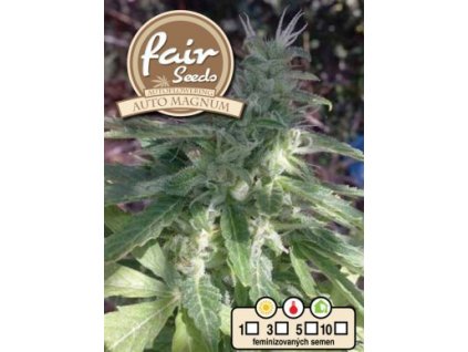 Fair Seeds Auto Magnum Plus, feminizovaná semena konopí, samonakvétací (Balení 5 ks)