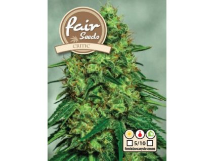55879 1 fair seeds critic feminizovana semena konopi