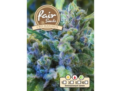 55885 1 fair seeds cbd maximus feminizovana semena konopi