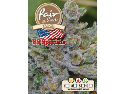 55921 1 fair seeds tangie feminizovana semena konopi