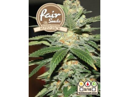 55930 1 fair seeds auto jack feminizovana semena konopi samonakvetaci