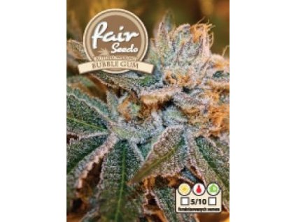 55945 1 fair seeds bubble gum feminizovana semena konopi