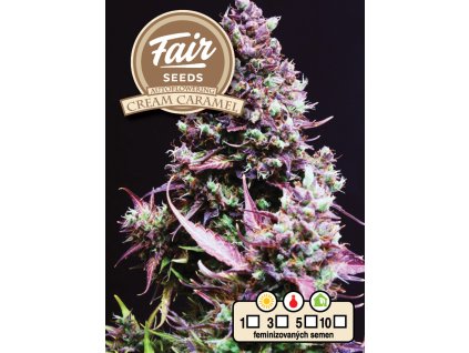 1731 fair seeds auto cream caramel 2024