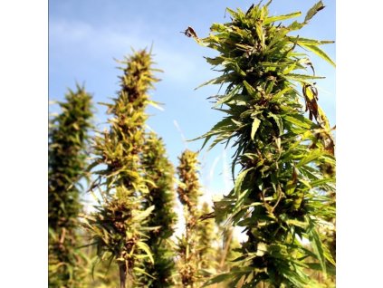 1737 fair seeds cannabis sativa finola regulerni