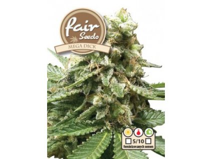 55969 1 fair seeds megadick feminizovana semena konopi