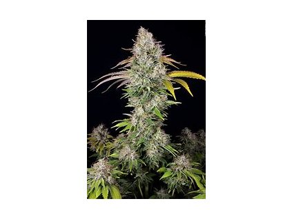 56341 t h seeds underdawg kush feminizovana semena konopi 2 ks