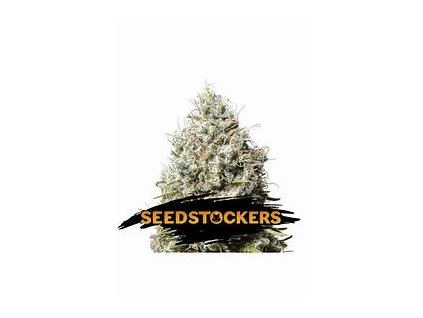 56842 seedstockers jack herer feminized