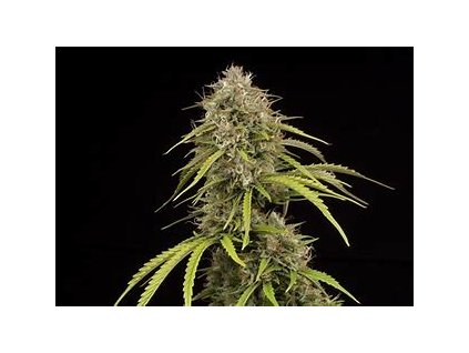 56845 seedstockers bruce banner feminized