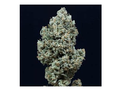 56983 silent seeds critical jack auto autoflowering feminized 3ks