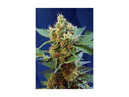 57331 sweet seeds auto cream mandarine xl feminized autoflowering 5 2ks