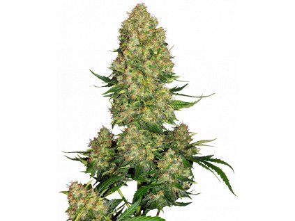 Sensi Seeds Skunk 1 Autoflowering feminizovaná autoflowering (Balení 5 ks)