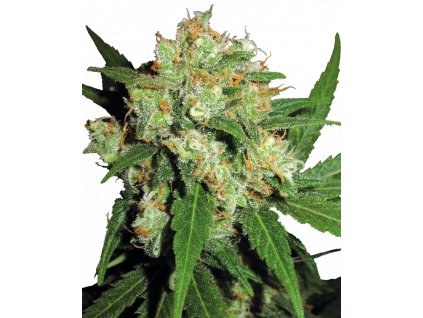 Sensi Seeds Sensi Skunk feminizovaná (Balení 5 ks)