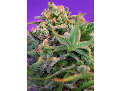 Sweet Seeds Sweet Cheese F1 feminized fast (Balení 5+2 ks)