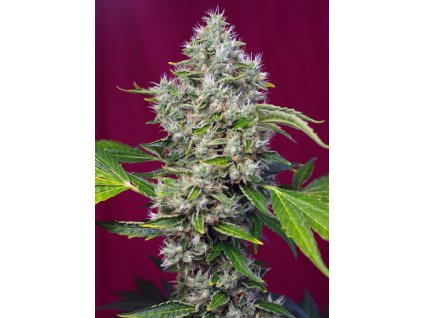 Sweet Seeds San Fernando Lemon Kush. feminized (Balení 5+2 ks)