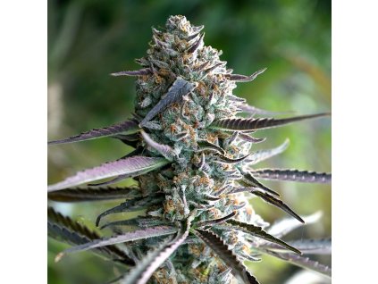 Humboldt Seeds Runtz quick feminized, 10ks (Balení 10 ks)