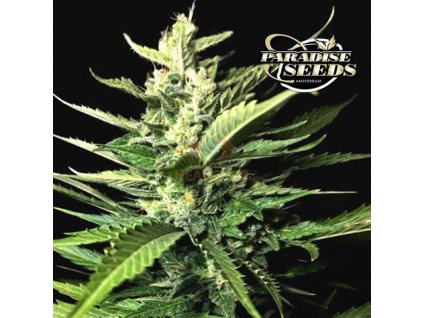 Paradise Seeds Auto Kong 4, feminized autoflowering (Balení 5 ks)