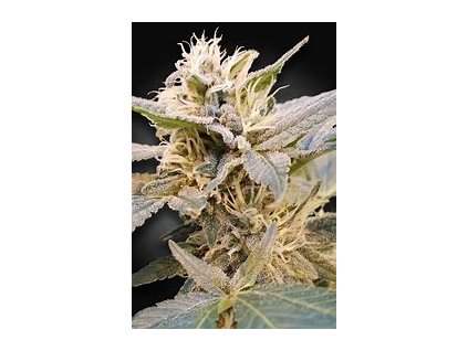 Paradise Seeds CBDelight, feminized (Balení 5 ks)