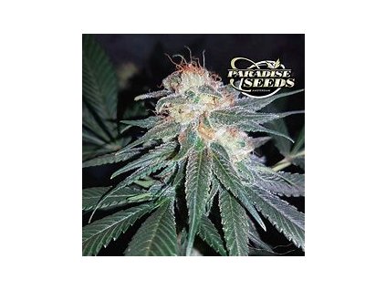 Paradise Seeds CBDivine, feminized (Balení 5 ks)