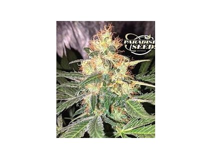 Paradise Seeds CBDenergy, feminized (Balení 5 ks)