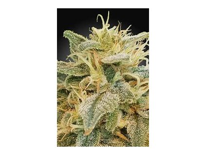 Paradise Seeds CBDrelief, feminized (Balení 5 ks)