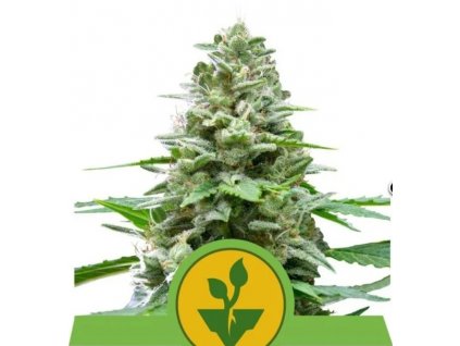 Royal Queen Seeds Easy Bud, feminized autoflowering (počet ks 5 ks)