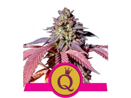 Royal Queen Seeds Purple Queen feminized (Balení 5 ks)