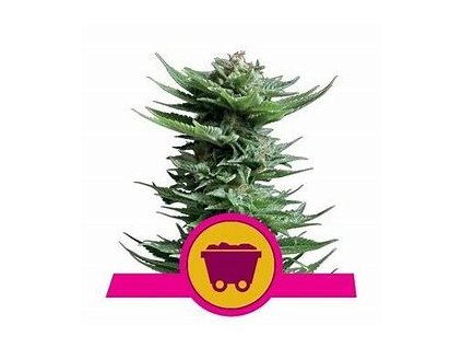 Royal Queen Seeds Shining Silver Haze, regular (Balení 25 ks)