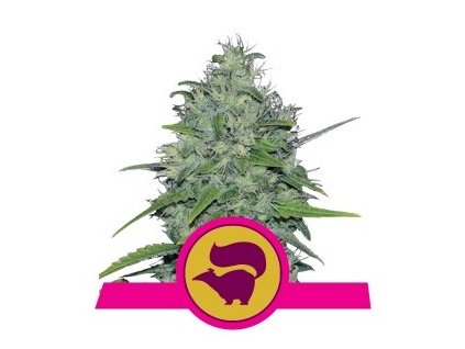 Royal Queen Seeds Skunk XL, regular (Balení 25 ks)