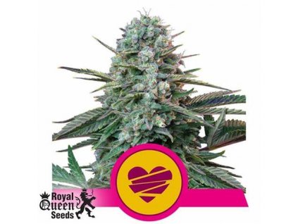 Royal Queen Seeds Wedding Crasher, feminized (Balení 5 ks)