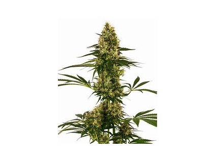 Sensi Seeds Blue Bullet Auto, feminized autoflowering, 5ks (Balení 5 ks)