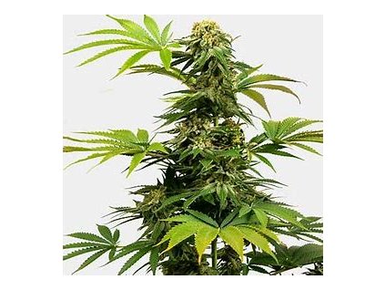 Sensi Seeds Black Harlequin CBD, feminized, 5ks (Balení 5 ks)