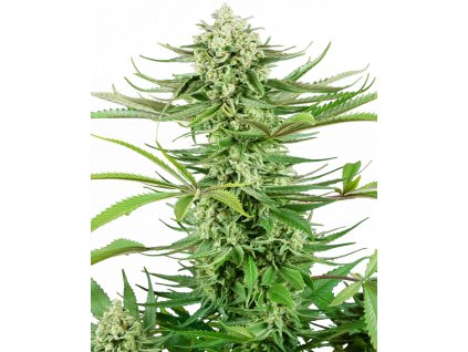 Sensi Seeds Cashew Kush, feminized, 5ks (Balení 5 ks)