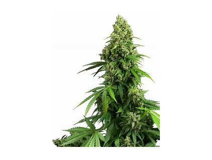 Sensi Seeds Honey Melon Kush Autoflowering, feminized autoflowering, 5ks (Balení 5 ks)