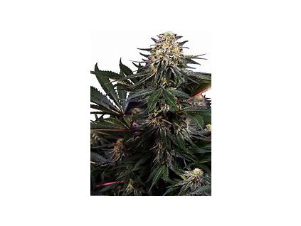 Sensi Seeds Lockdown Kush, feminized, 5ks (Balení 5 ks)