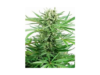 Sensi Seeds Papi Chulo, feminized, 5ks (Balení 5 ks)