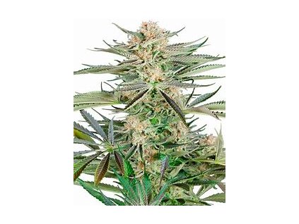 Sensi Seeds Screwdriver OG, feminized, 5ks (Balení 5 ks)